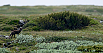 BB 11 0131 / Juniperus communis / Einer <br /> Vulpes lagopus / Fjellrev